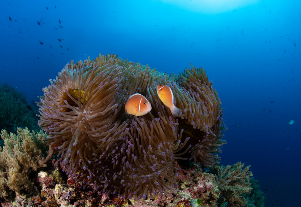 anemone with silverback clownfish od Ryan Y Lin
