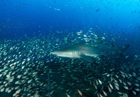 Sand Tiger Shark and Fish