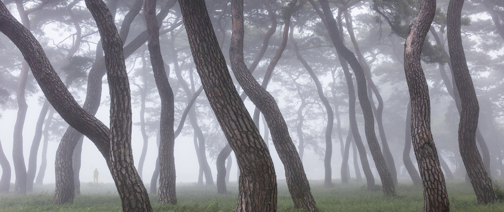 Pine Grove in Fog-3 od Ryu Shin Woo