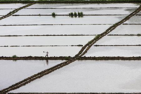 rice field worker