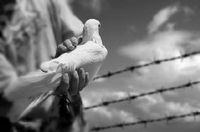 boy holding white dove