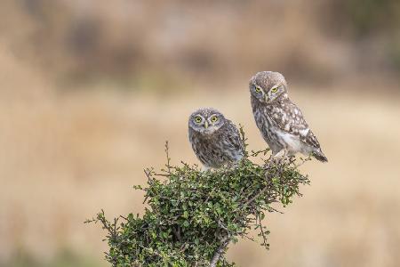 Athene noctua