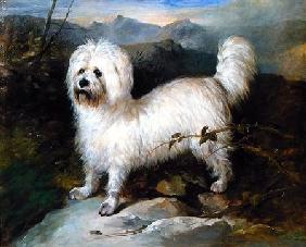 Small White Dog in a Landscape