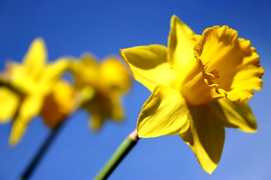 Daffodil Line (colour photo)  od Sarah  O'Toole