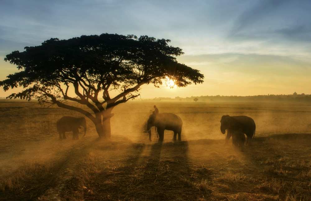 Morning elephant home town od Saravut Whanset