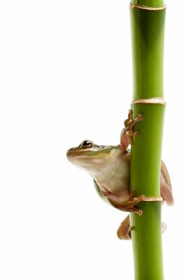 frog on bamboo od Sascha Burkard