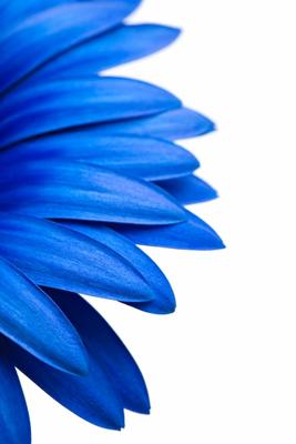 blue daisy isolated on white od Sascha Burkard