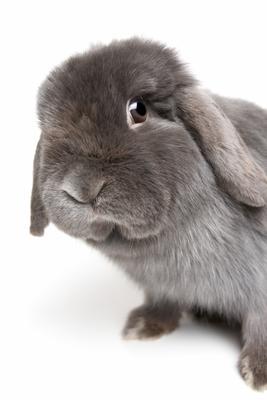 rabbit isolated on white