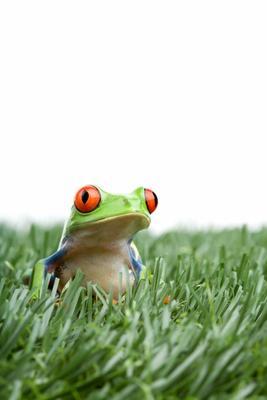 red-eyed tree frog in grass