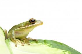 green tree frog