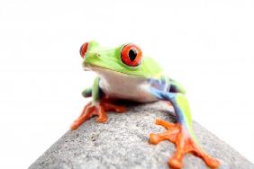 frog on a rock isolated