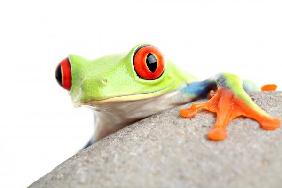 frog on a rock isolated