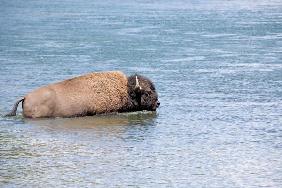 bison crossing river in yellowstone