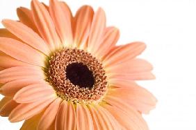 daisy isolated macro