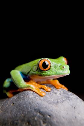 frog on a rock isolated