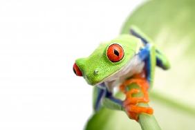 frog on leaf