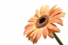 gerber daisy isolated