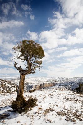 lone tree