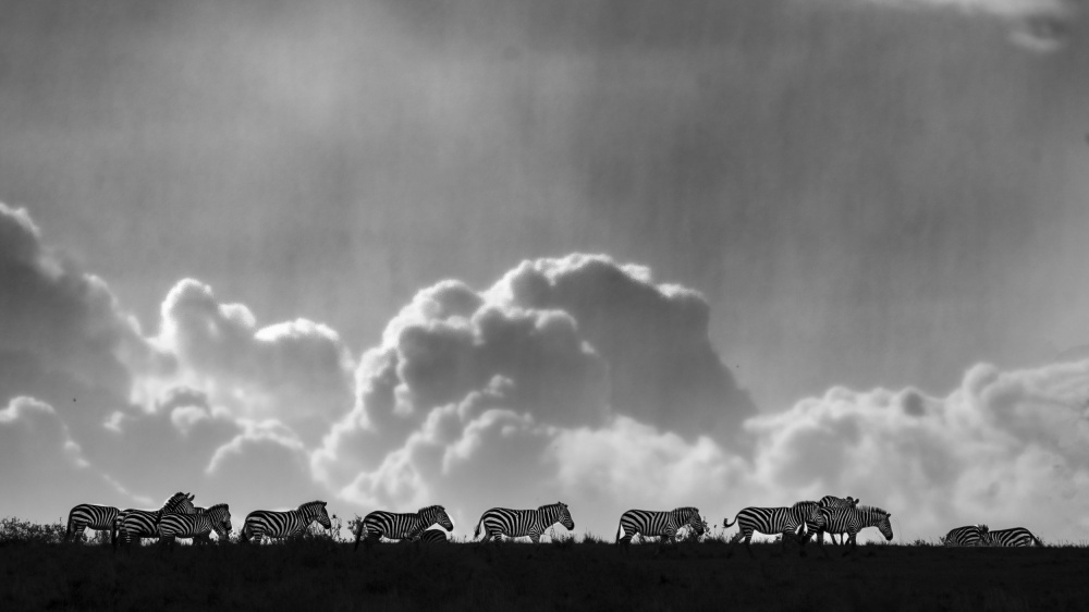 Zebras on the horizon. od Saurabh Dhanorkar
