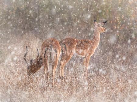 Impalas