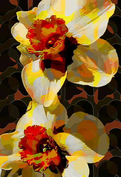 Daffodil od Scott J. Davis