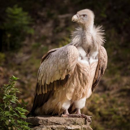 Sunset Vulture Portrait