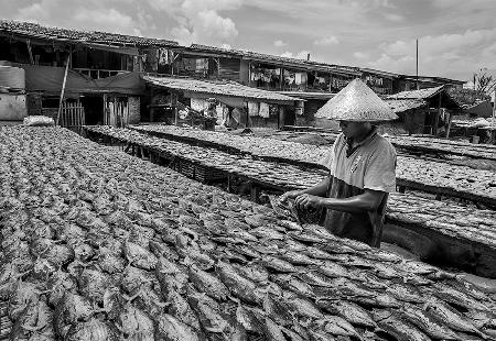 Salt fish farmer