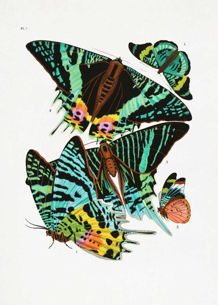 Butterflies 3 od Seguy