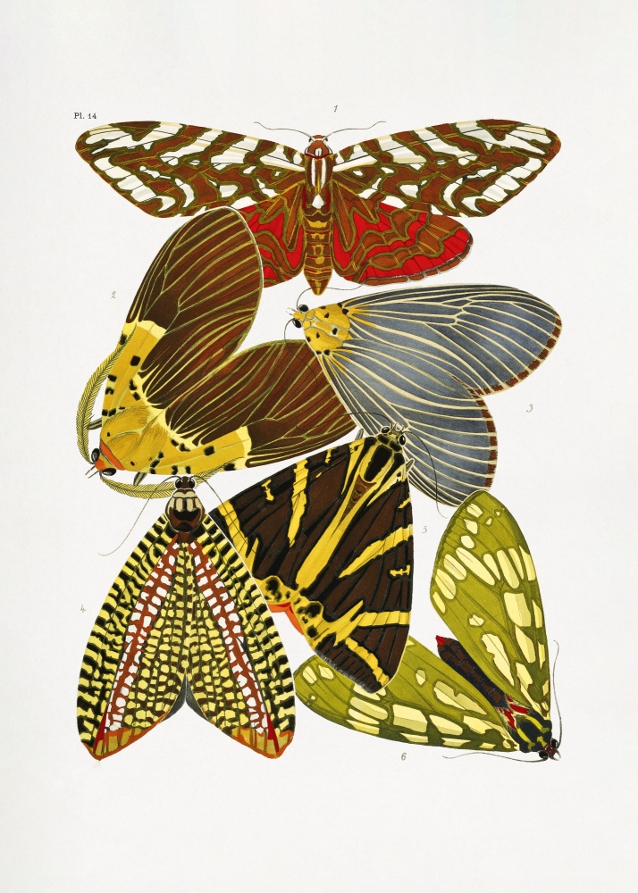 Butterflies 6 od Seguy