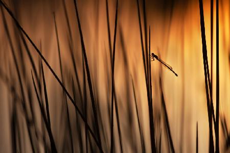 Damsel at sunset