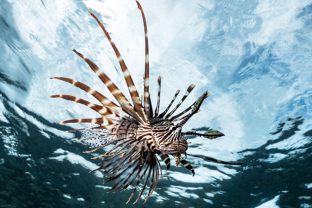Lion fish od Serge Melesan