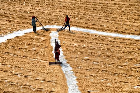 Paddy drying15