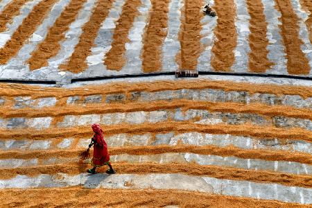 Paddy drying17