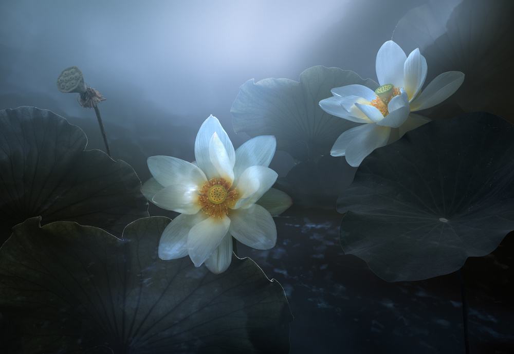 Lotus od Shanyewuyu