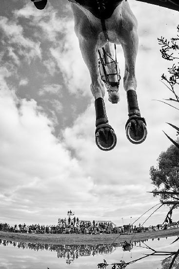 Equine Flight