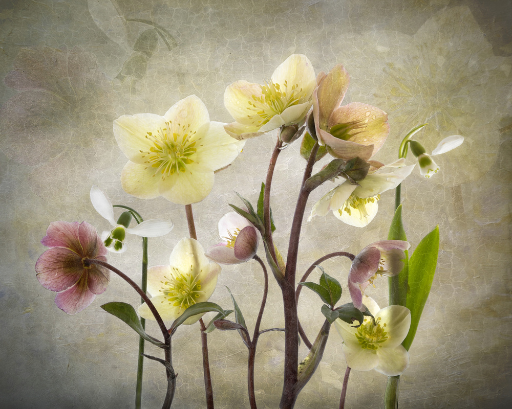 Hellebore Garden od Sharon Williams