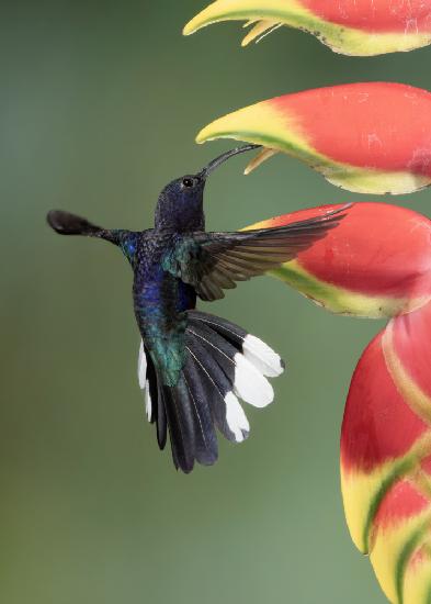 A violet sabrewing