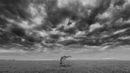 Early Morning at Masai Mara National Reserve