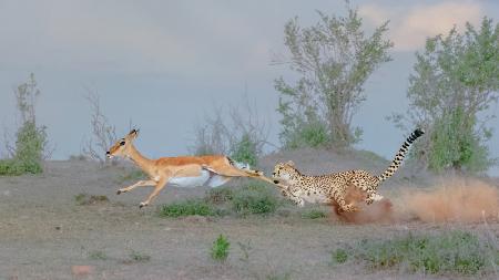 Cheetah Hunting