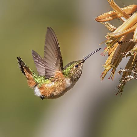 Hummingbird