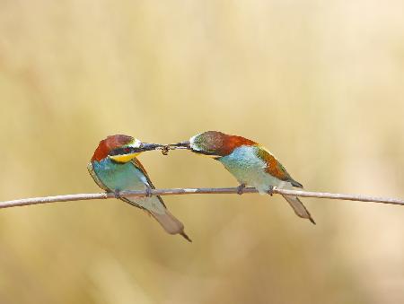 Bee-eaters