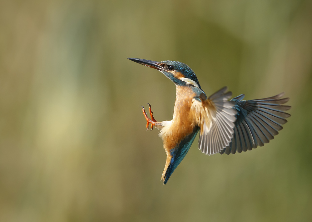 Common Kingfisher 2 od Shlomo Waldmann