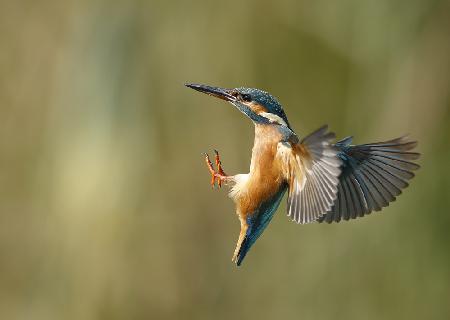 Common Kingfisher 2