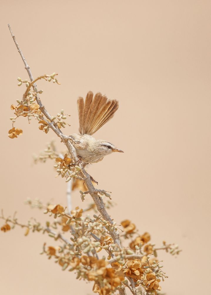 Scrub Warbler od Shlomo Waldmann