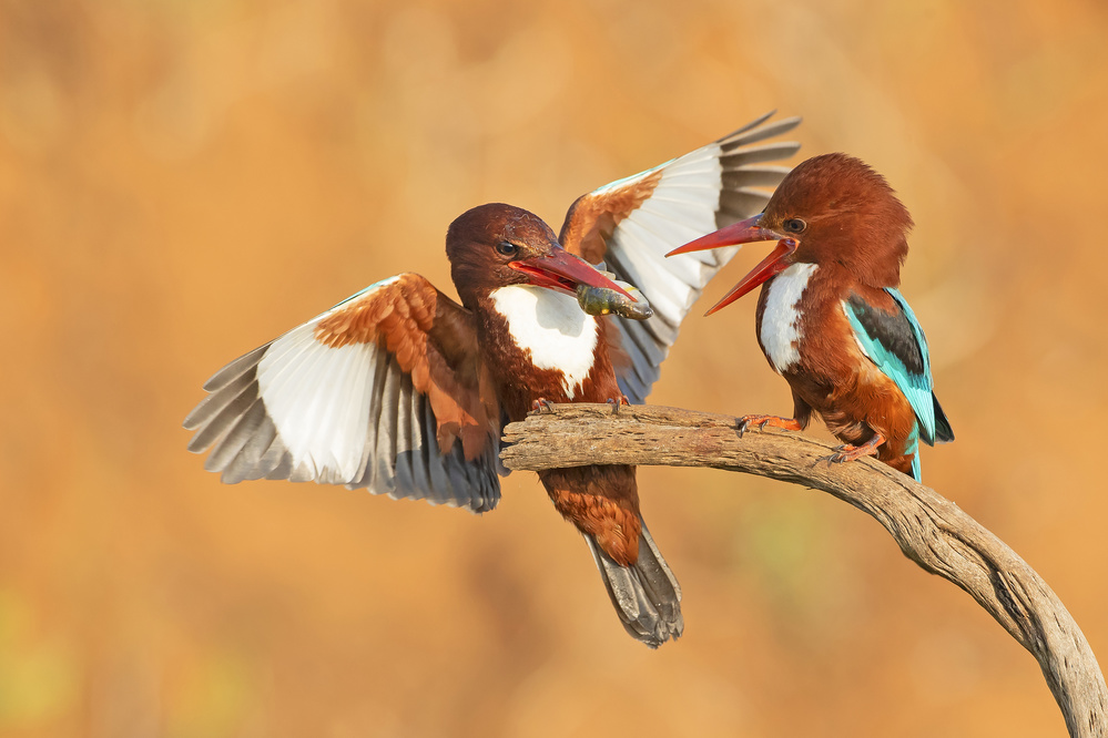 White throated Kingfishers - feeding od Shlomo Waldmann