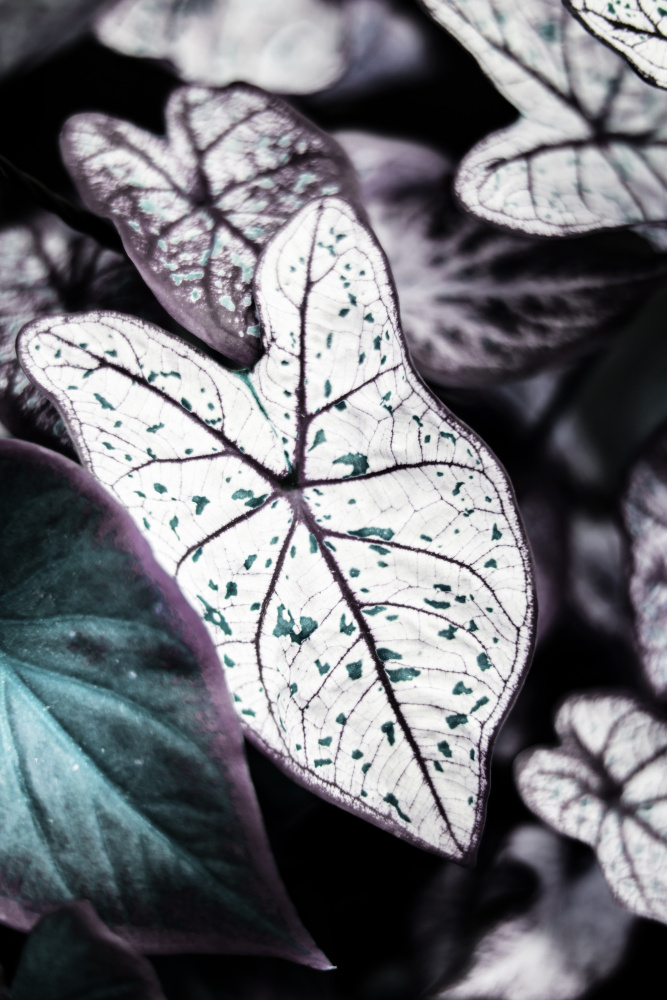 Botanical Saphire od Shot by Clint