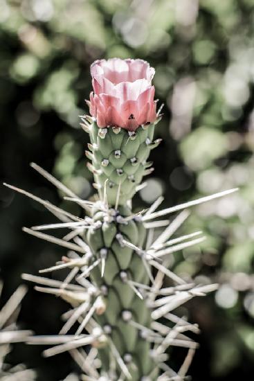 Pink Desert Bloom