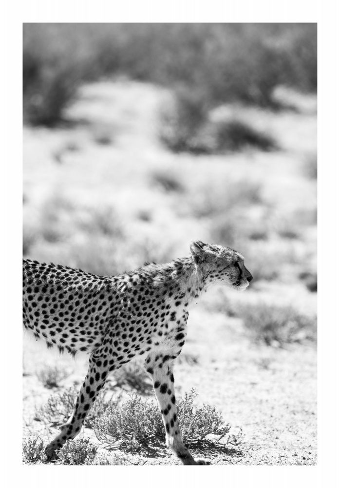 Safari Katjpg od Shot by Clint