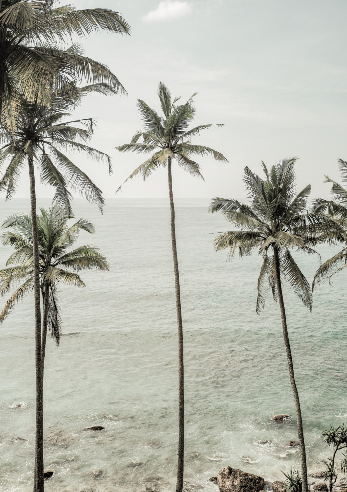 Tropical Dreams od Shot by Clint