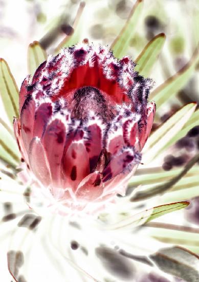 Wild Protea